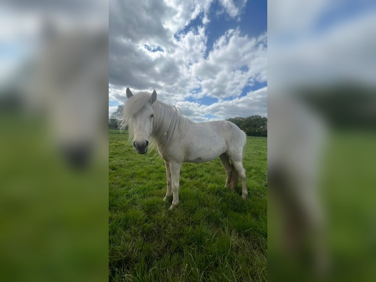 Icelandic Horse Mare 3 years 13,2 hh in Blunk