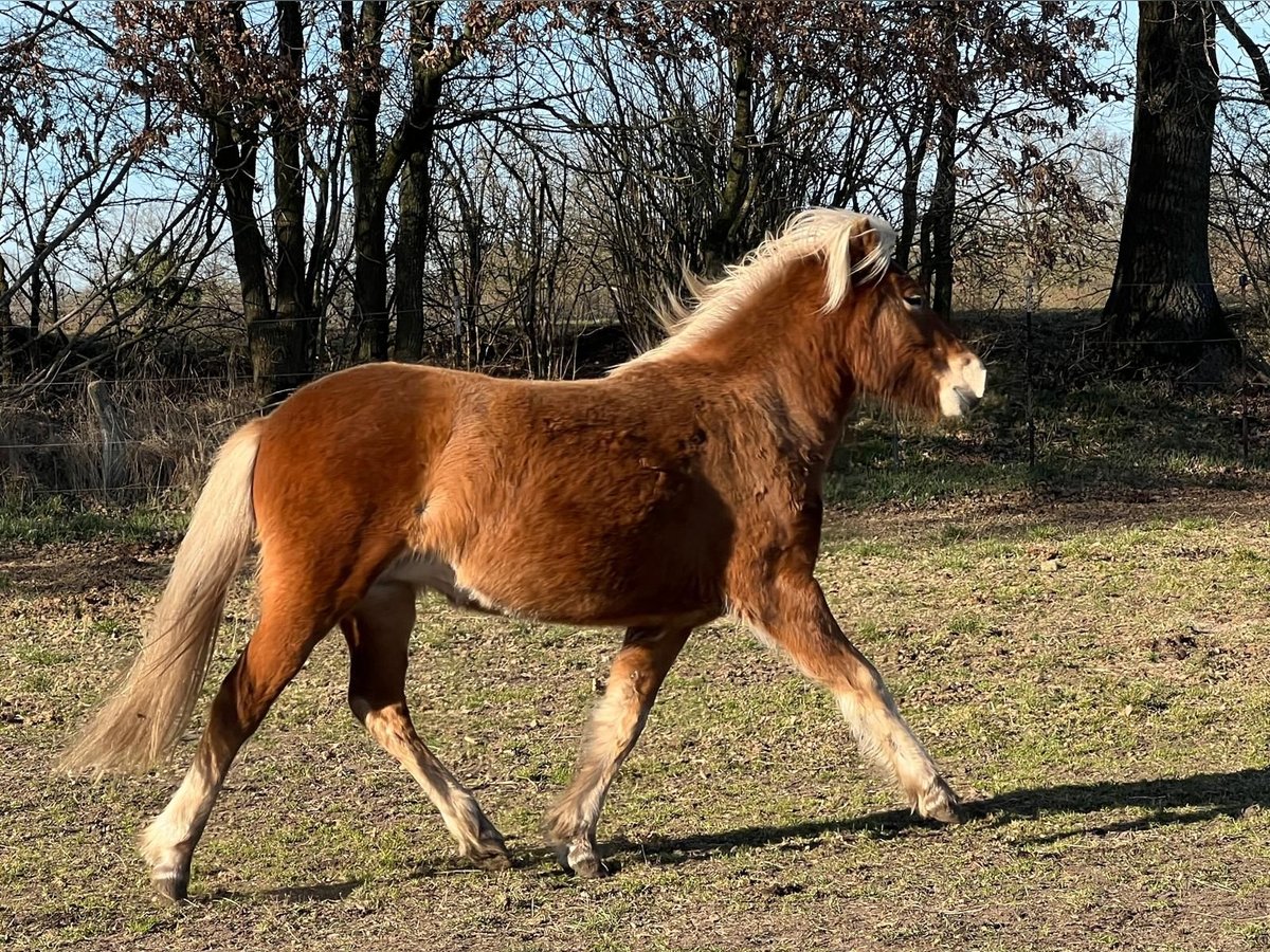 Icelandic Horse Mare 3 years 13,2 hh Chestnut-Red in Blunk