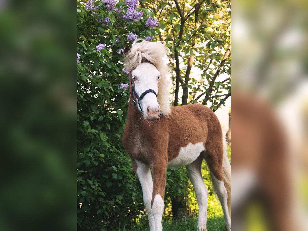 Icelandic Horse Mare 3 years 13,2 hh Chestnut-Red in Gallin