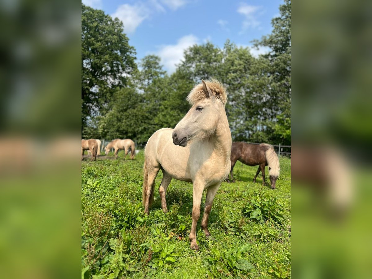 Icelandic Horse Mare 3 years 13,2 hh in Blunk