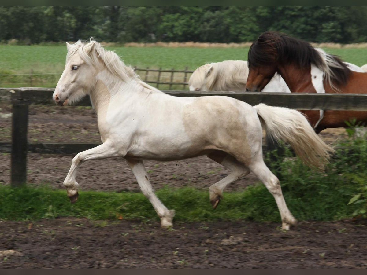 Icelandic Horse Mare 3 years 14,1 hh Pinto in Südlohn