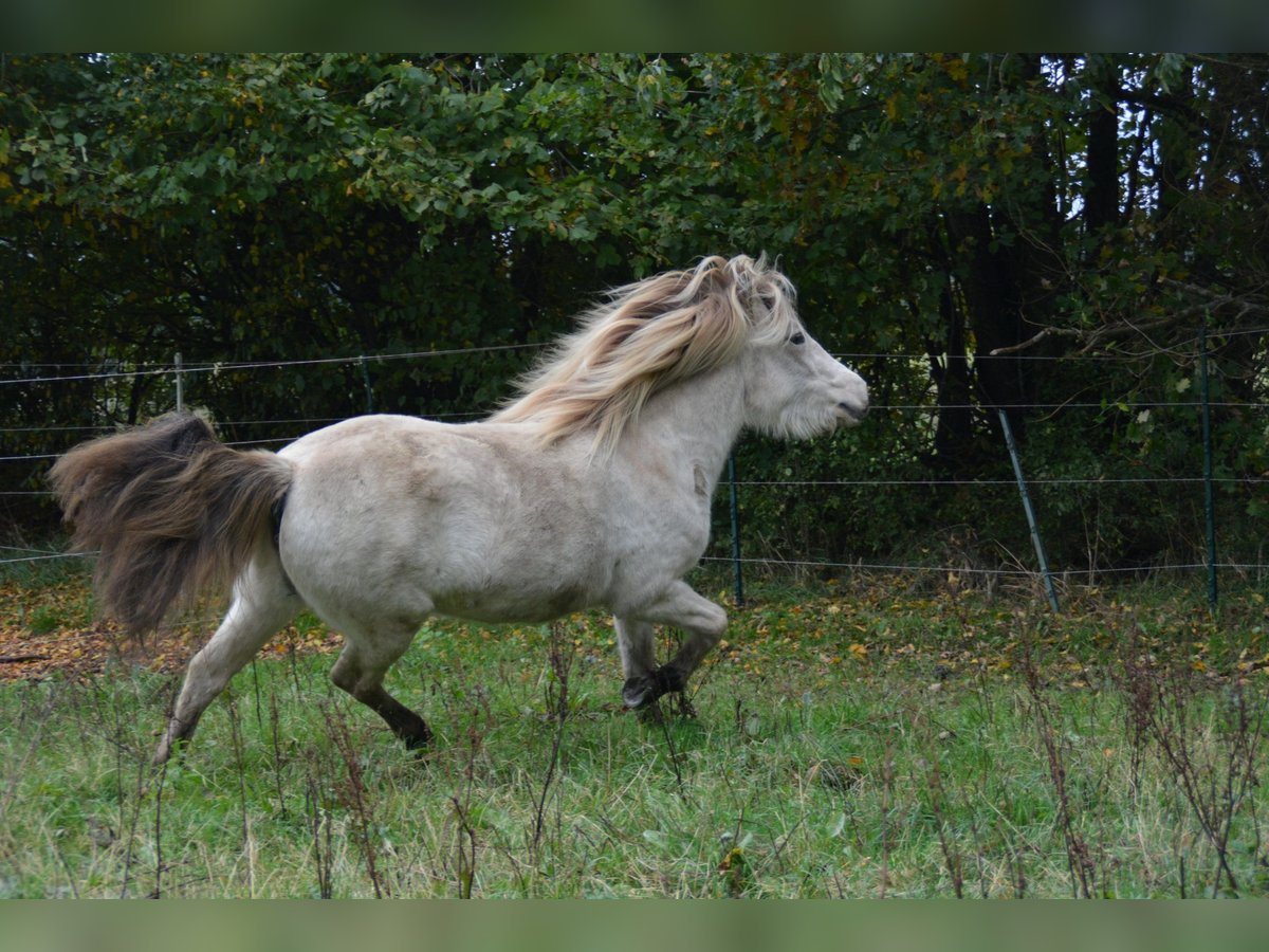 Icelandic Horse Mare 3 years in Blunk