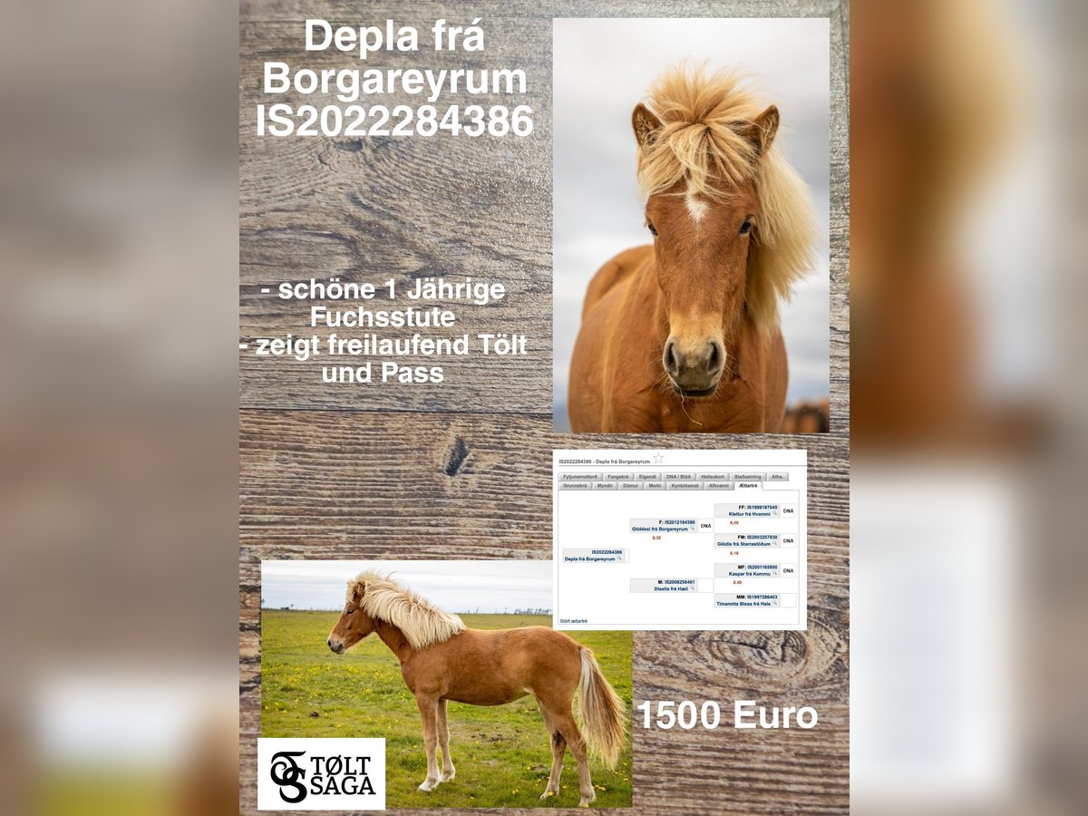 Icelandic Horse Mare 3 years in Reykjavik