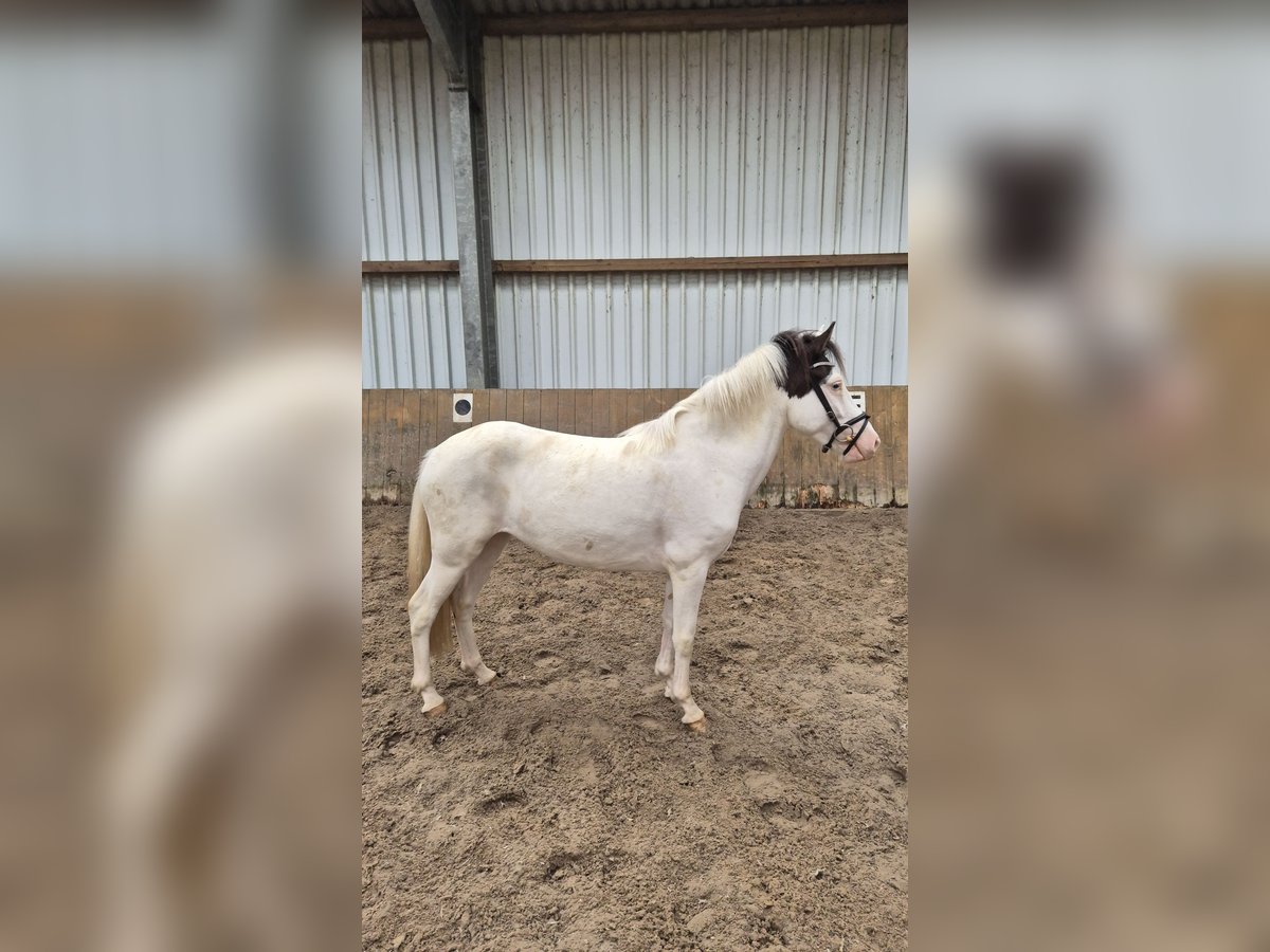 Icelandic Horse Mare 4 years 12,2 hh Tobiano-all-colors in Emstek