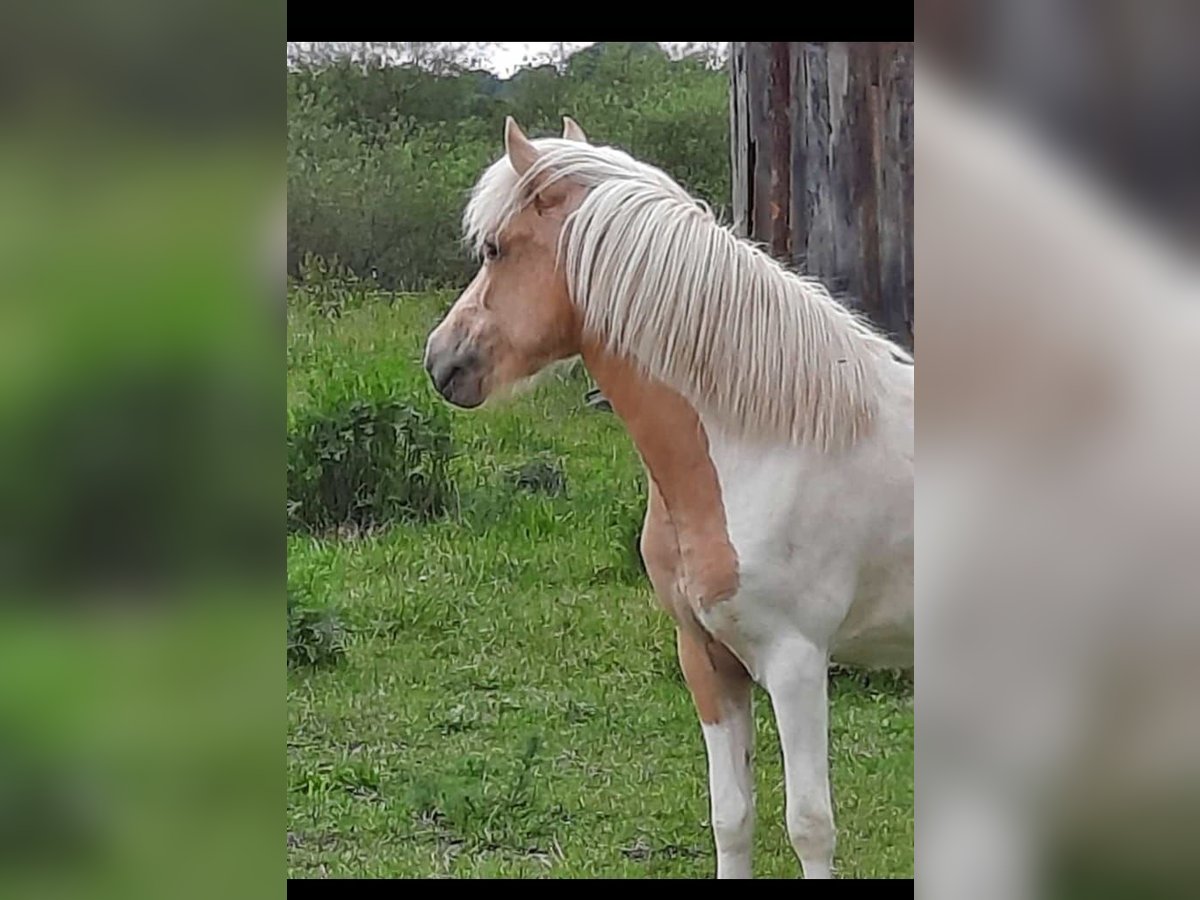 Icelandic Horse Mare 4 years 12,3 hh Palomino in Neustadt am Rübenberge