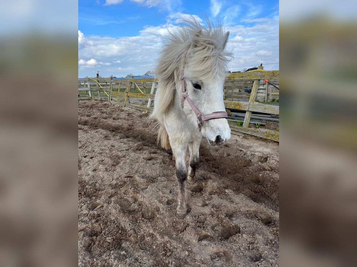 Icelandic Horse Mare 4 years 12,2 hh Grey in Uitgeest