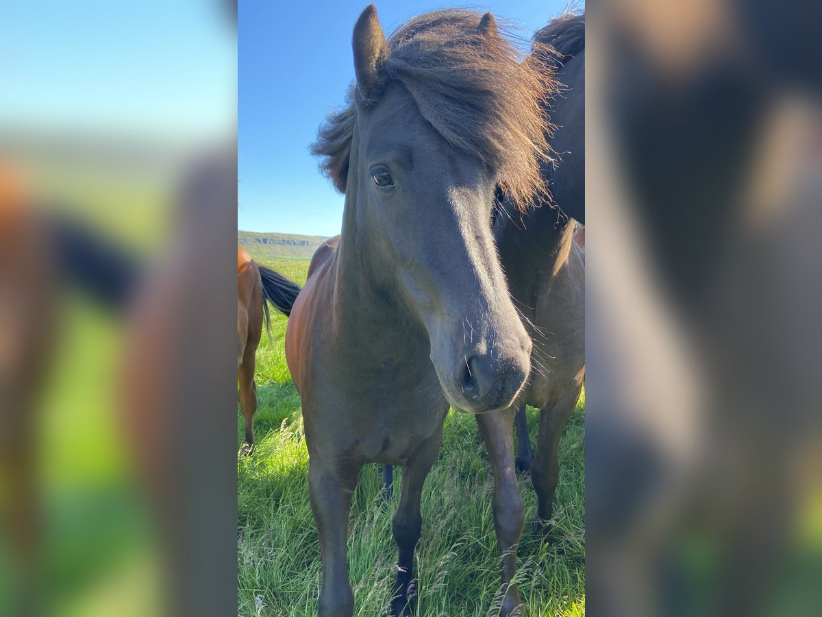Icelandic Horse Mare 4 years 12,3 hh Black in B&#xFA;&#xF0;ardal