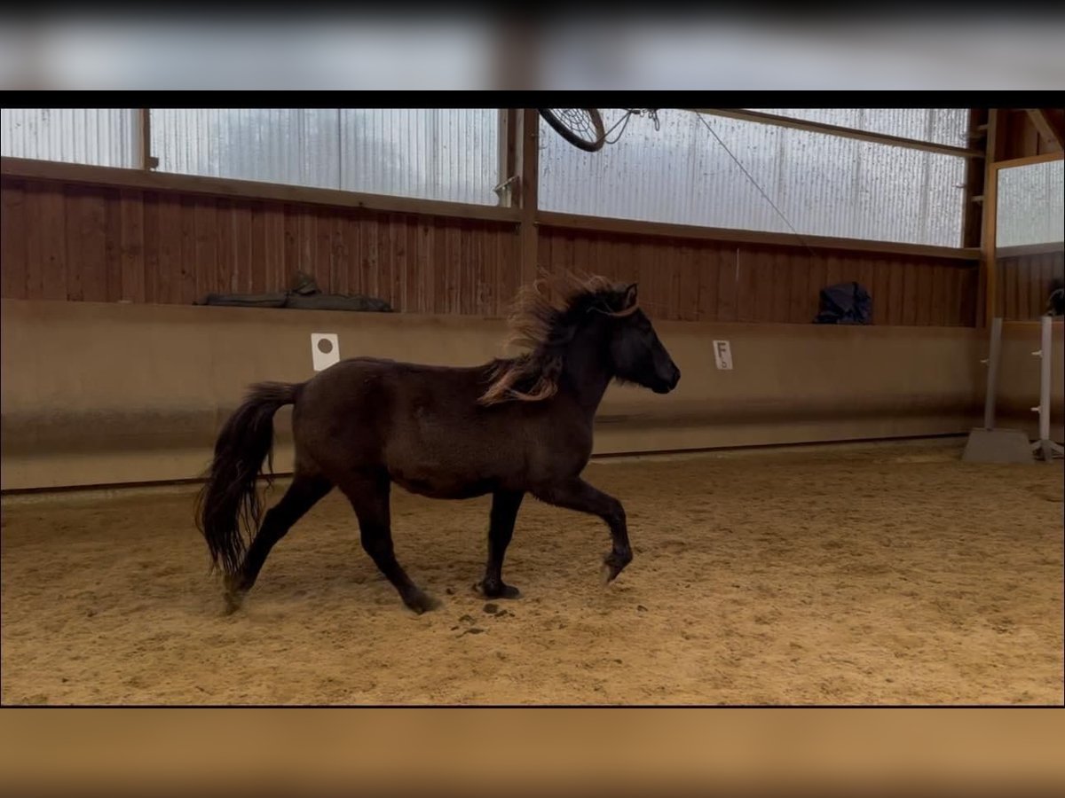 Icelandic Horse Mare 4 years 13,1 hh Black in Fronreute