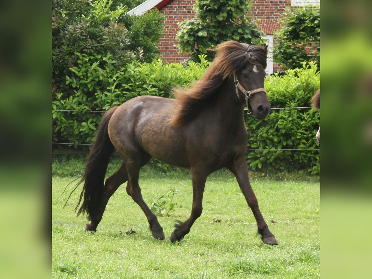 Icelandic Horse Mare 4 years 13,1 hh Black in Südlohn