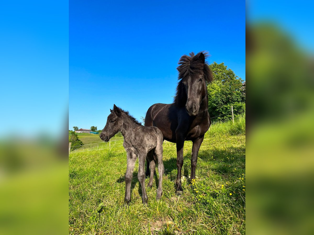 Icelandic Horse Mare 4 years 13 hh Black in Oberstenfeld