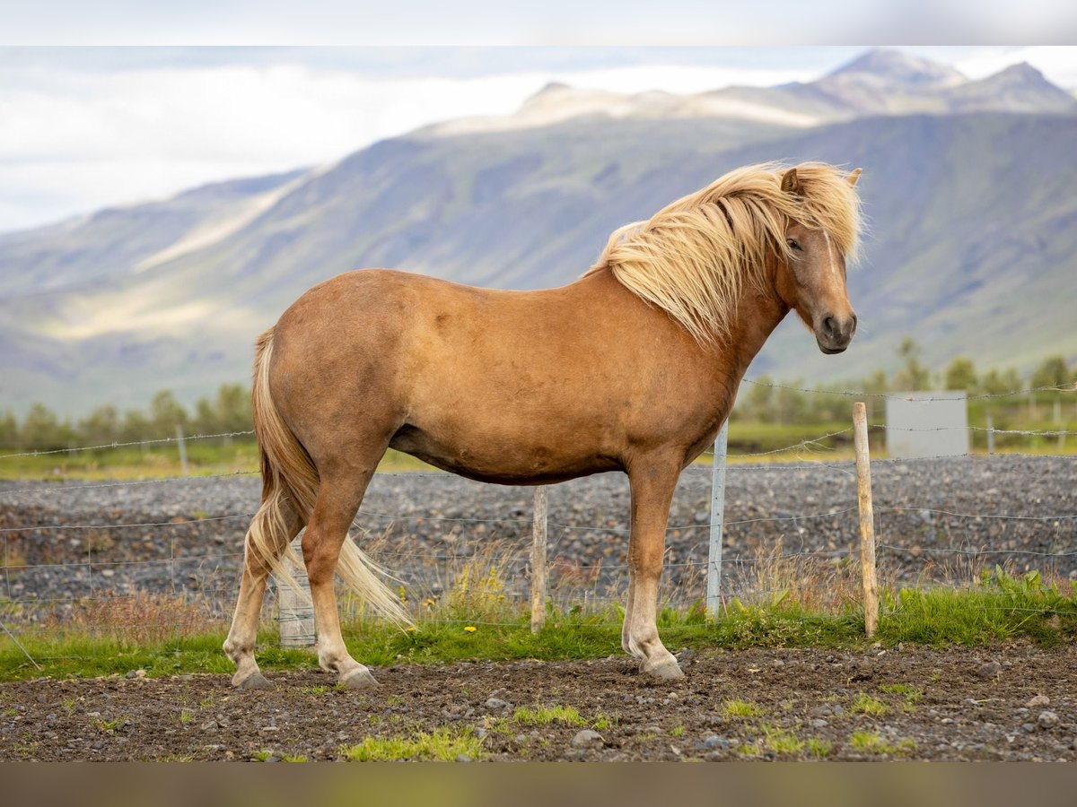 Icelandic Horse Mare 4 years 13,2 hh Chestnut in Hvolsv&#xF6;llur