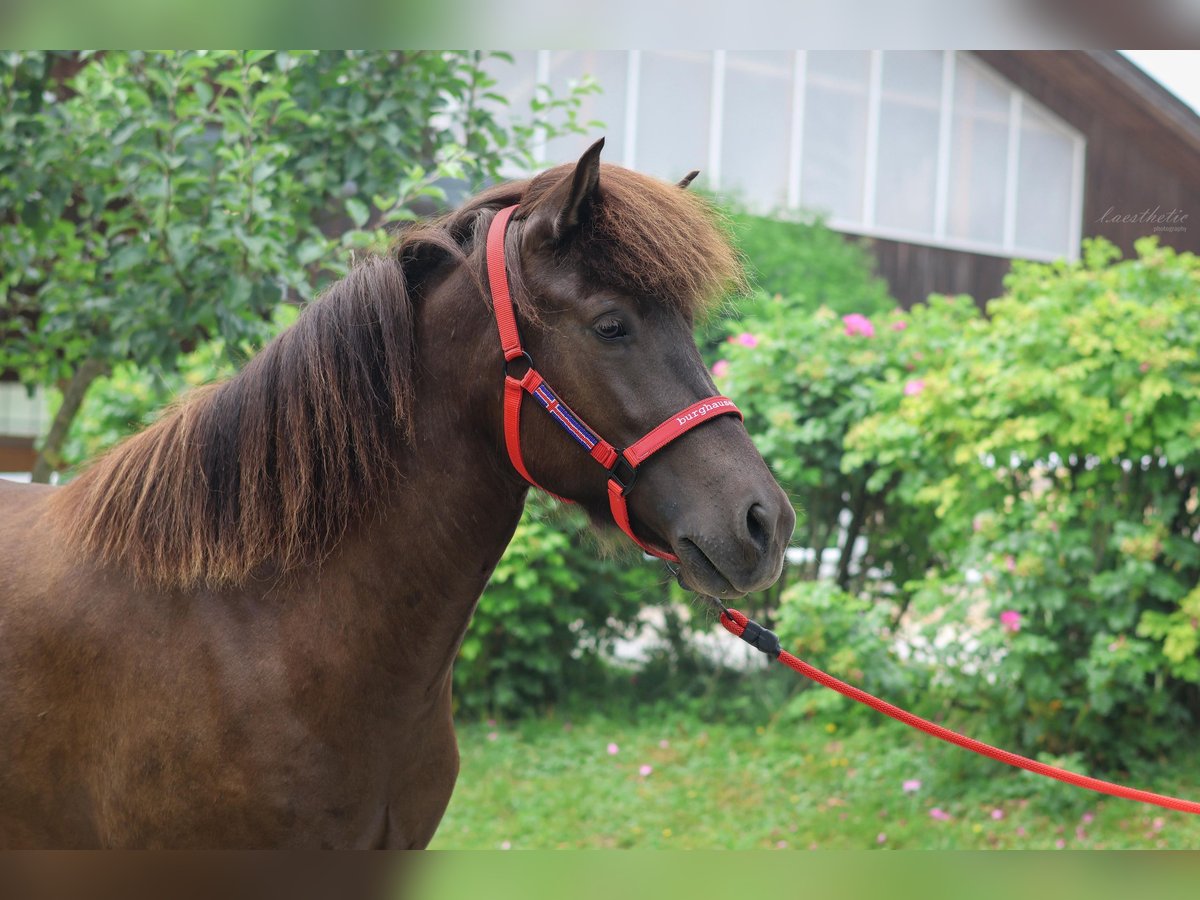 Icelandic Horse Mare 4 years Black in Stra&#xDF;walchen