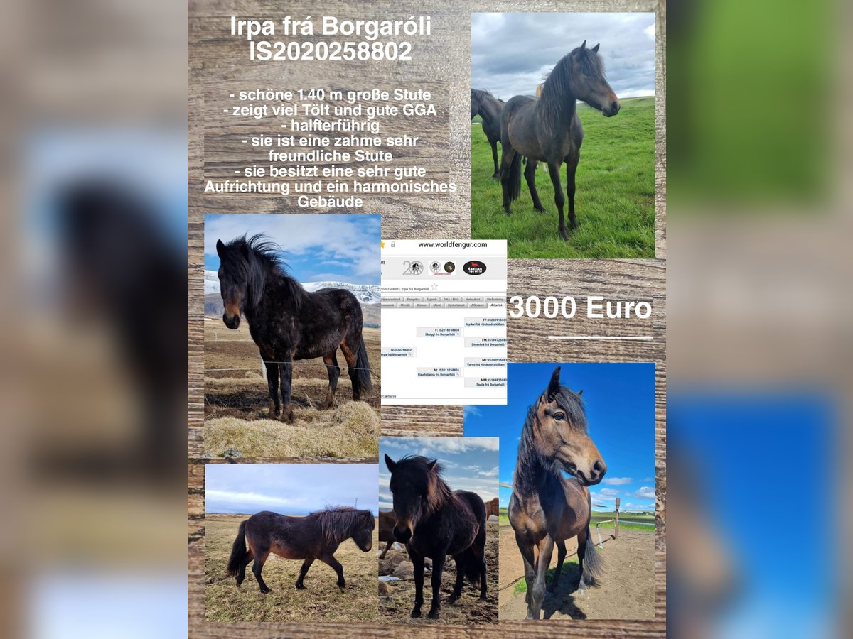 Icelandic Horse Mare 4 years in Reykjavik