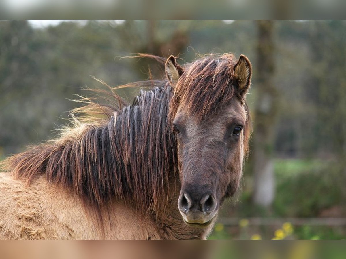 Icelandic Horse Mare 5 years 13,1 hh Grullo in GOVEN