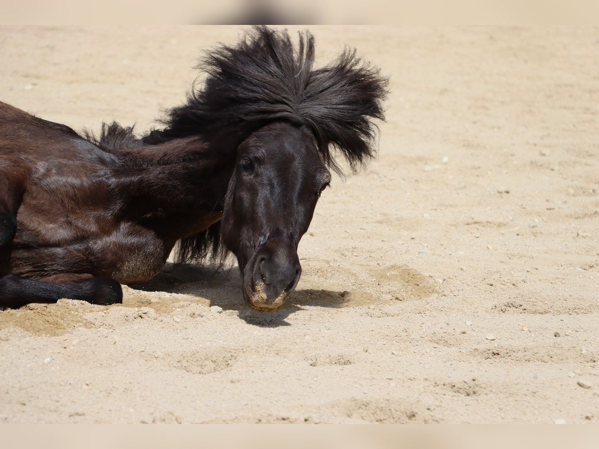 Icelandic Horse Mare 5 years 13,2 hh Black in Kumhausen