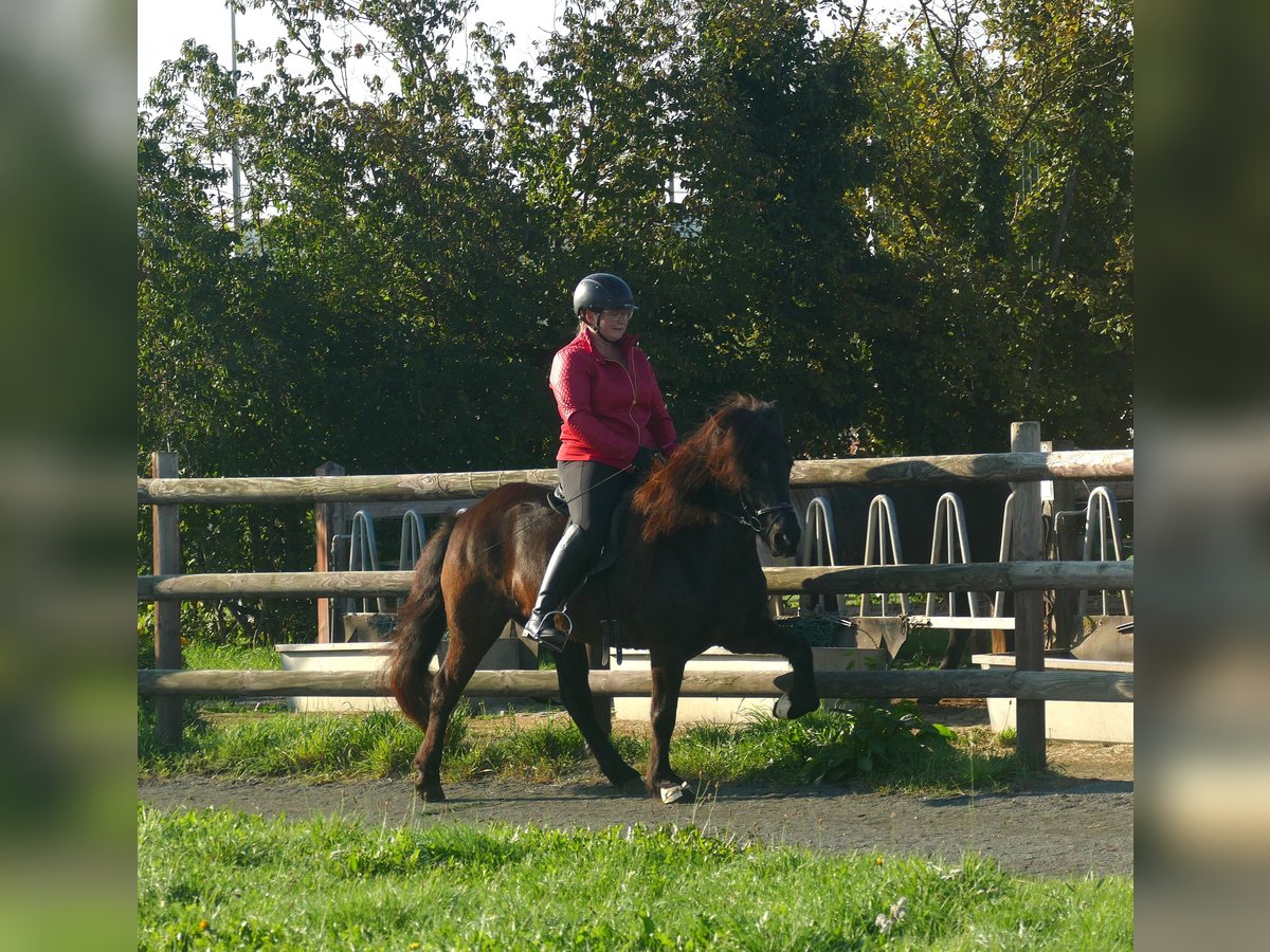 Icelandic Horse Mare 5 years 13,2 hh Black in Euskirchen
