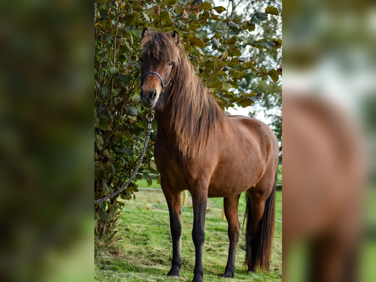 Icelandic Horse Mare 5 Years 13,2 Hh Brown In Hennstedt