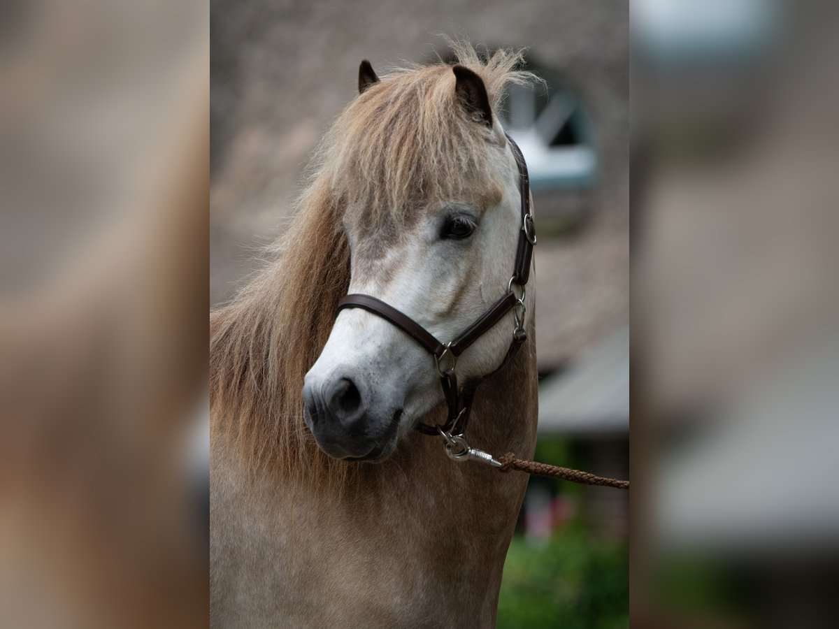 Icelandic Horse Mare 5 years 13,2 hh Buckskin in Kiel