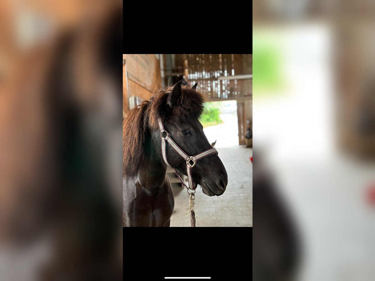 Icelandic Horse Mare 5 years 13 hh Black in Oberstenfeld