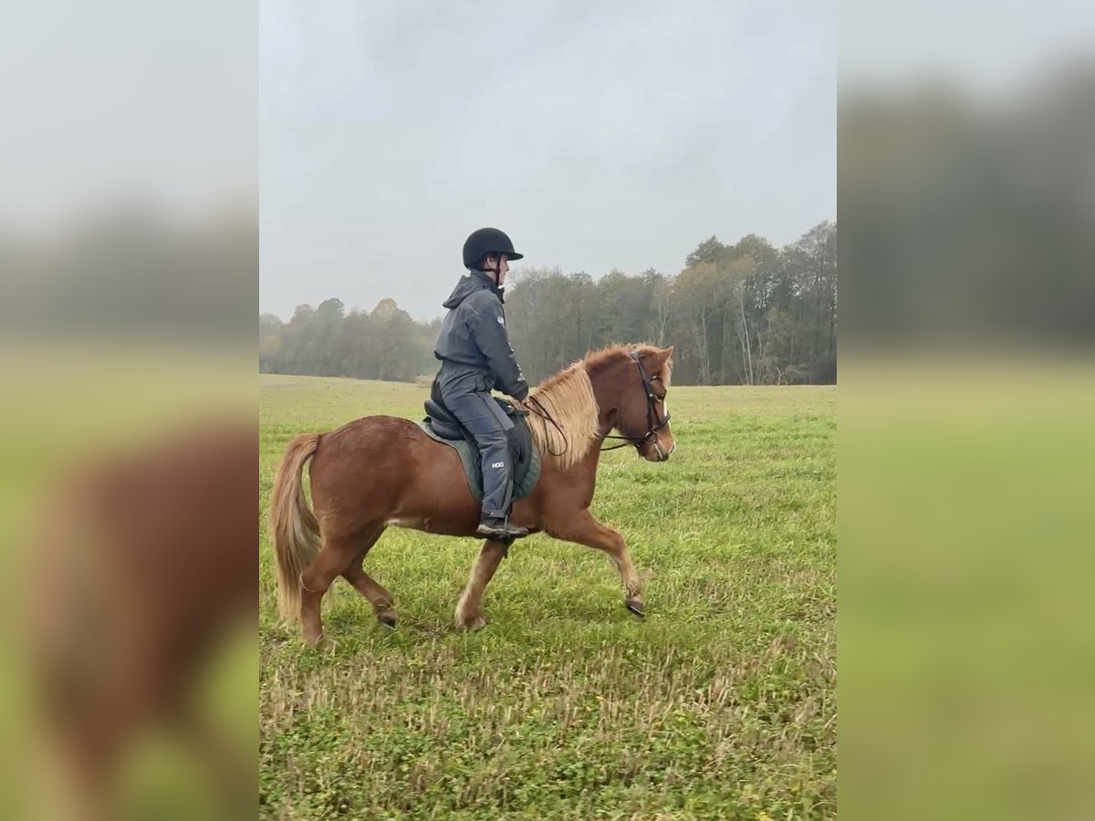 Icelandic Horse Mare 5 years 13,2 hh Chestnut-Red in Nottfeld