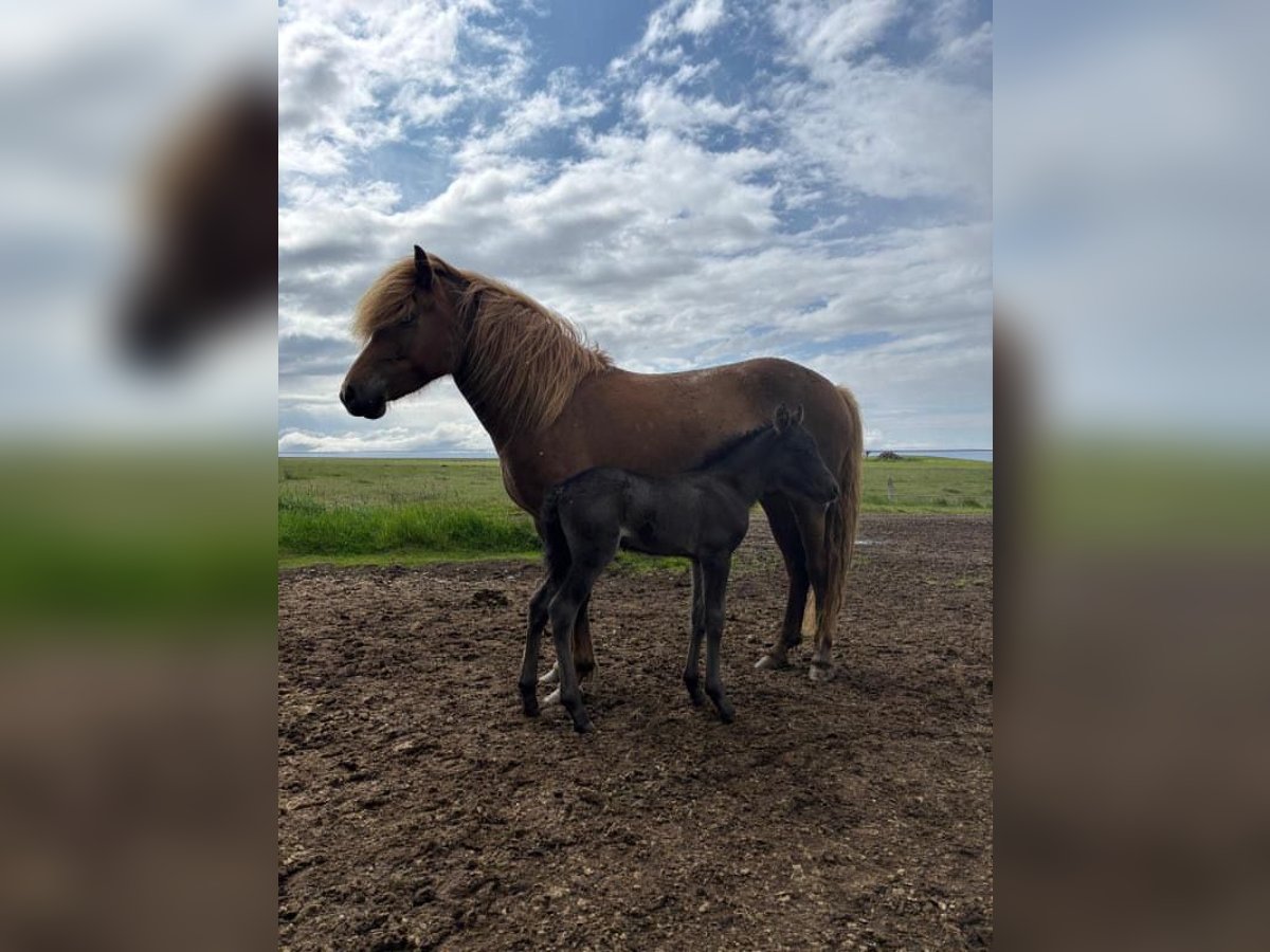 Icelandic Horse Mare 5 years 13,3 hh Chestnut-Red in Bl&#xF6;ndu&#xF3;si