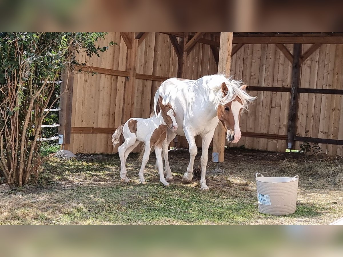 Icelandic Horse Mare 5 years 14,2 hh Tobiano-all-colors in Eisgarn