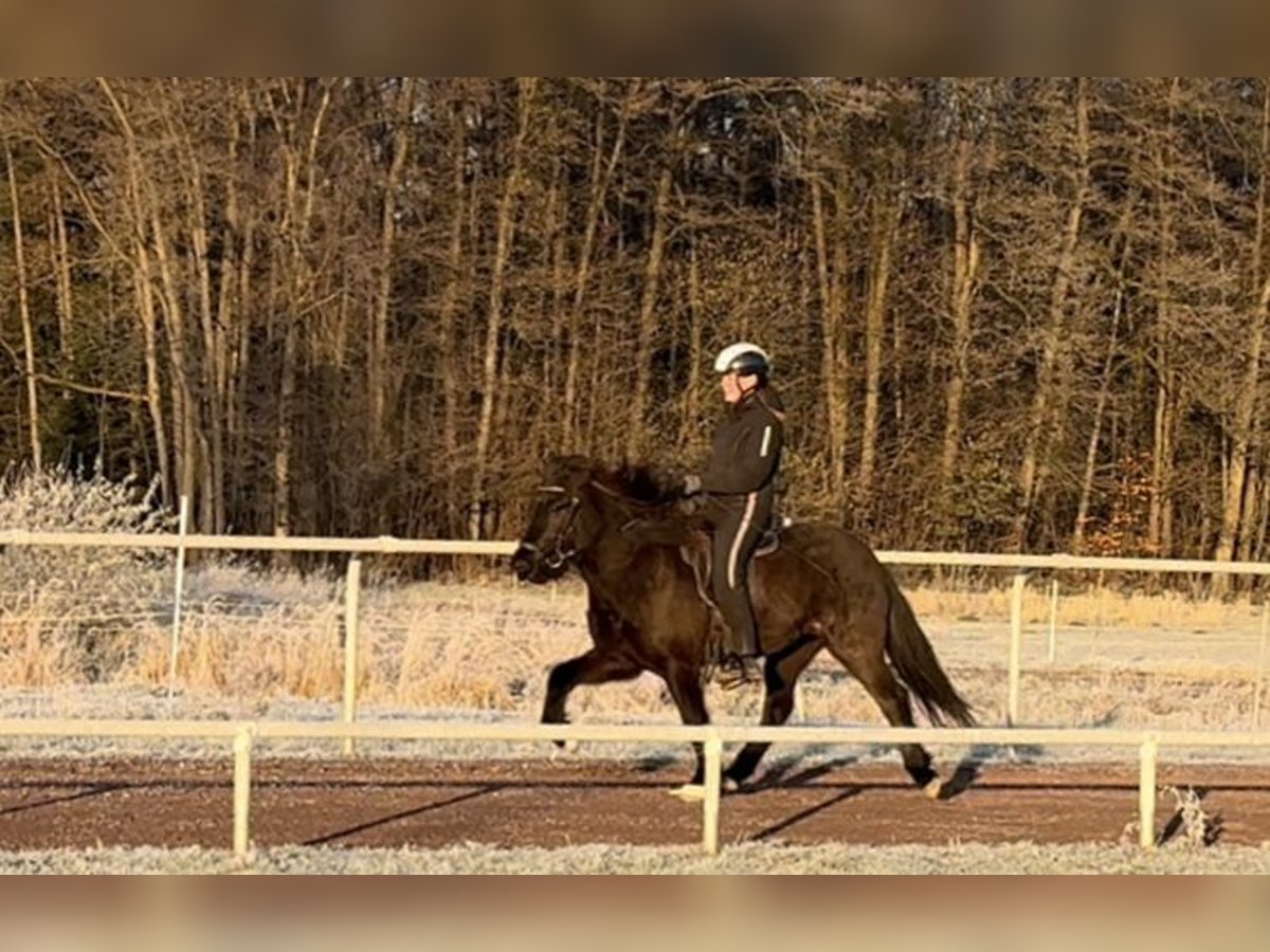 Icelandic Horse Mare 5 years 14 hh Black in Soltau