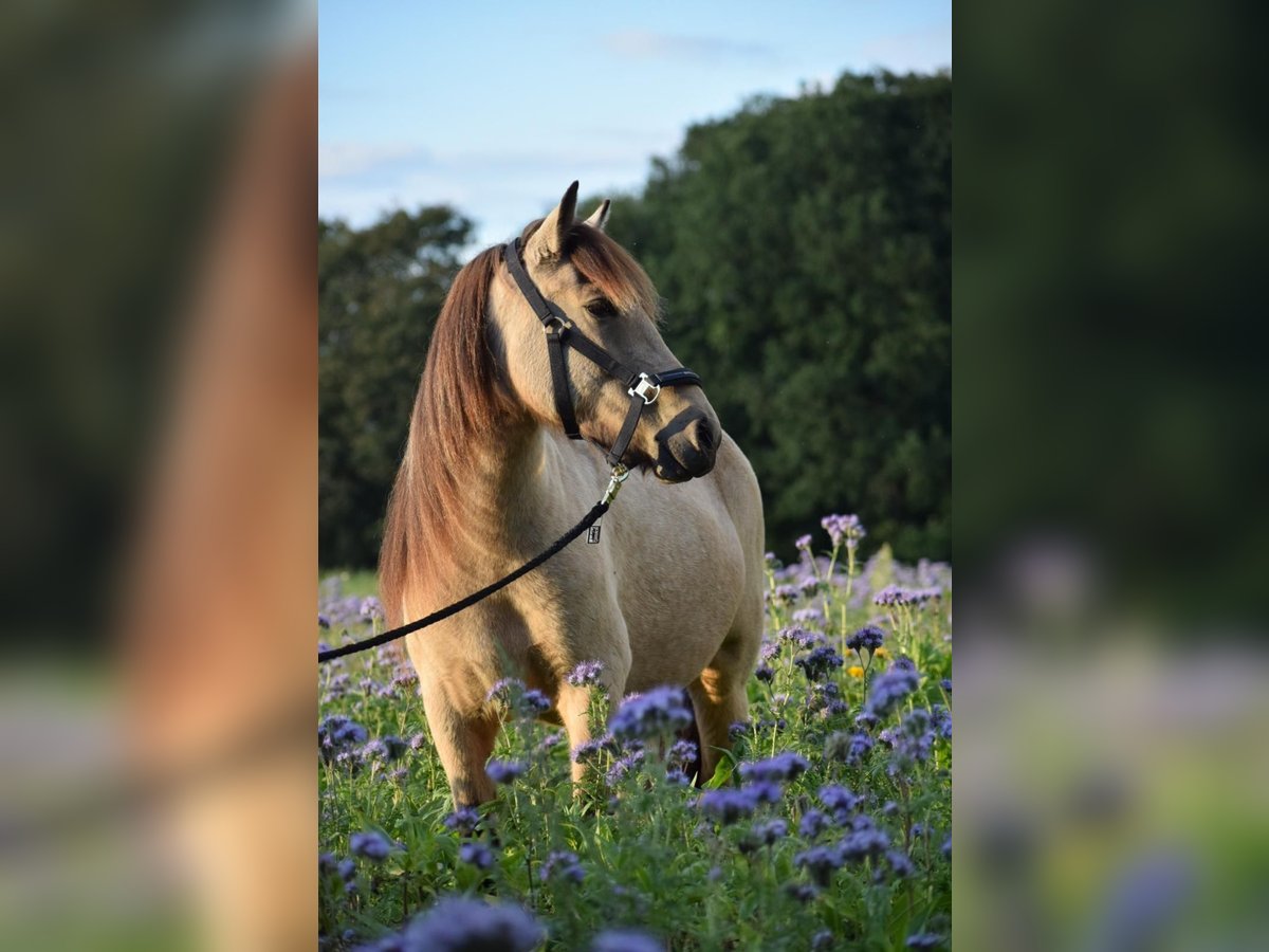 Icelandic Horse Mare 5 years 14 hh in Blunk