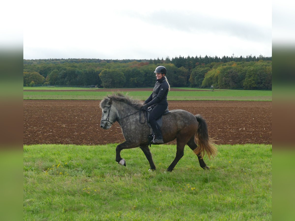 Icelandic Horse Mare 5 years 14 hh Grey-Dapple in Euskirchen