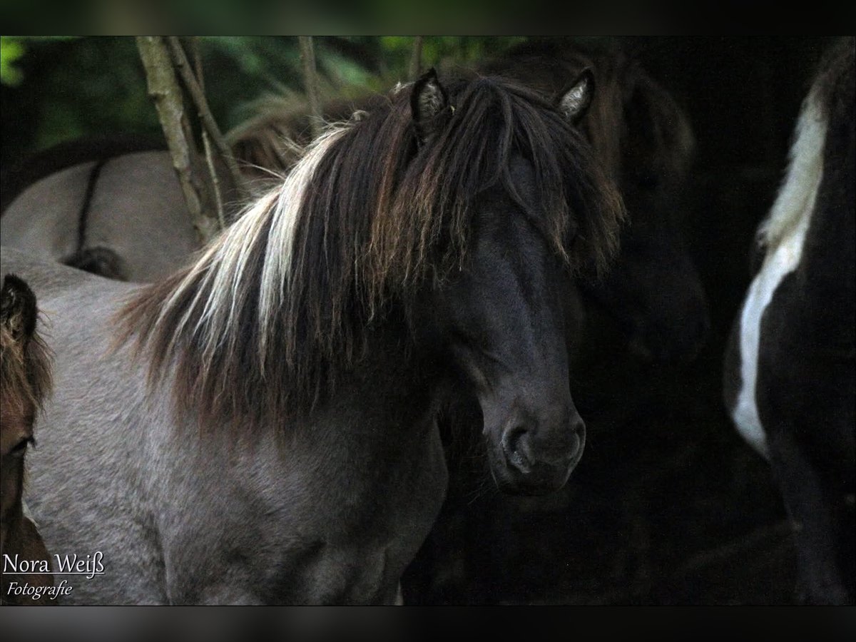 Icelandic Horse Mare 6 years 12,3 hh Grullo in Lauterhofen