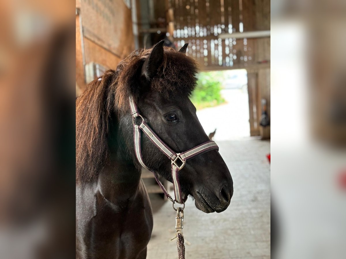 Icelandic Horse Mare 6 years 13,1 hh Black in Oberstenfeld