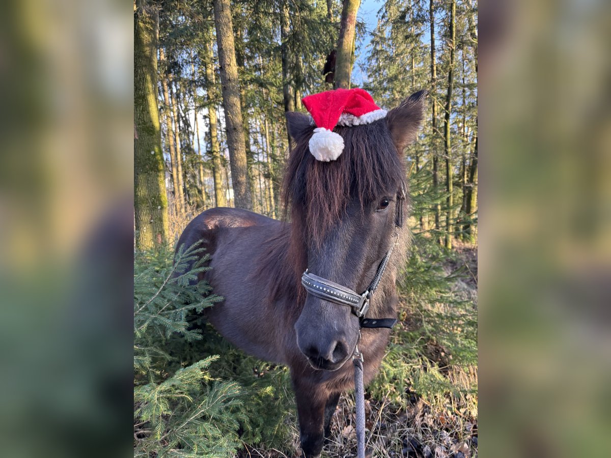 Icelandic Horse Mare 6 years 13,2 hh Black in Kumhausen