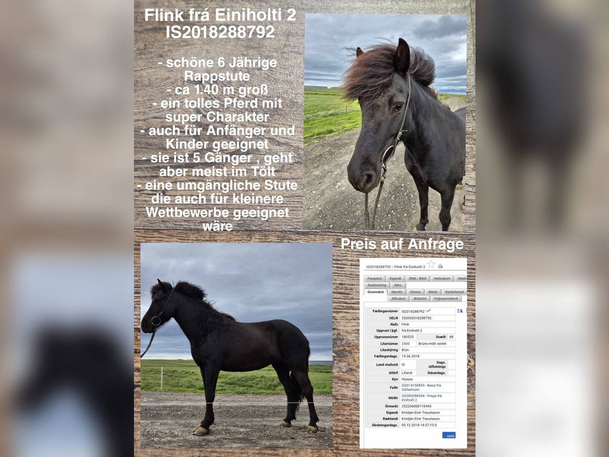 Icelandic Horse Mare 6 years 13,2 hh Black in Reykjavik