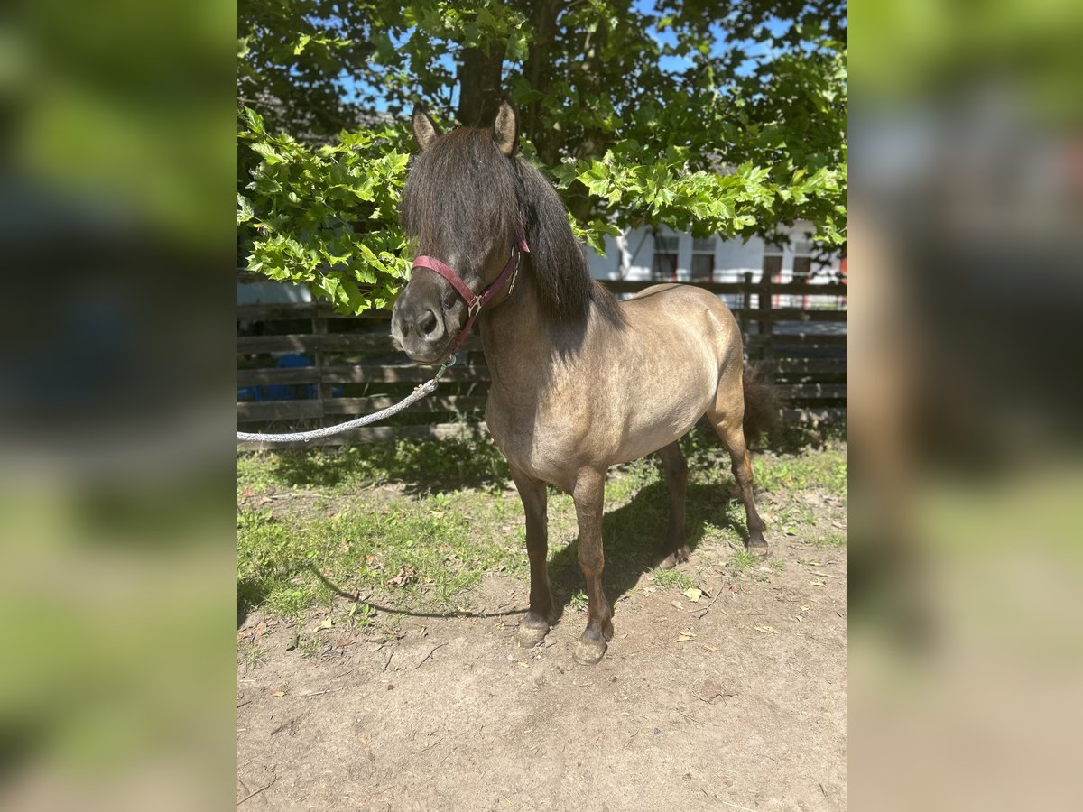 Icelandic Horse Mare 6 years 13,2 hh Dun in Hanhofen