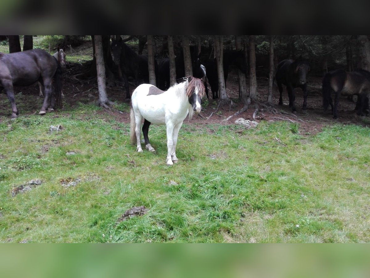 Icelandic Horse Mare 6 years 13,2 hh Pinto in St. Kanzian am Klopeiner See