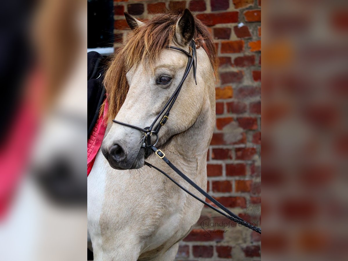 Icelandic Horse Mare 6 years 13,2 hh Tobiano-all-colors in Blunk