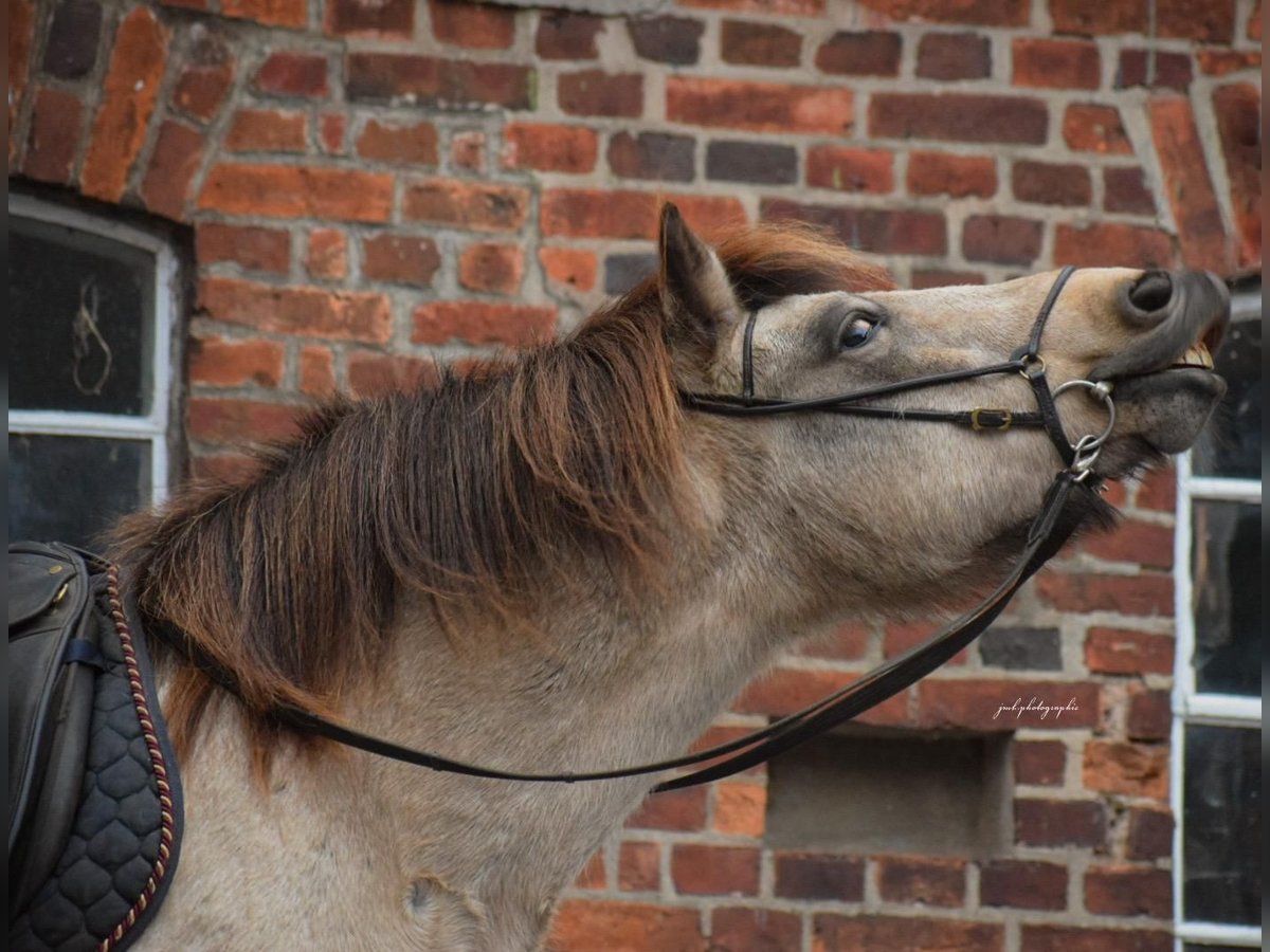 Icelandic Horse Mare 6 years 13,2 hh Tobiano-all-colors in Blunk