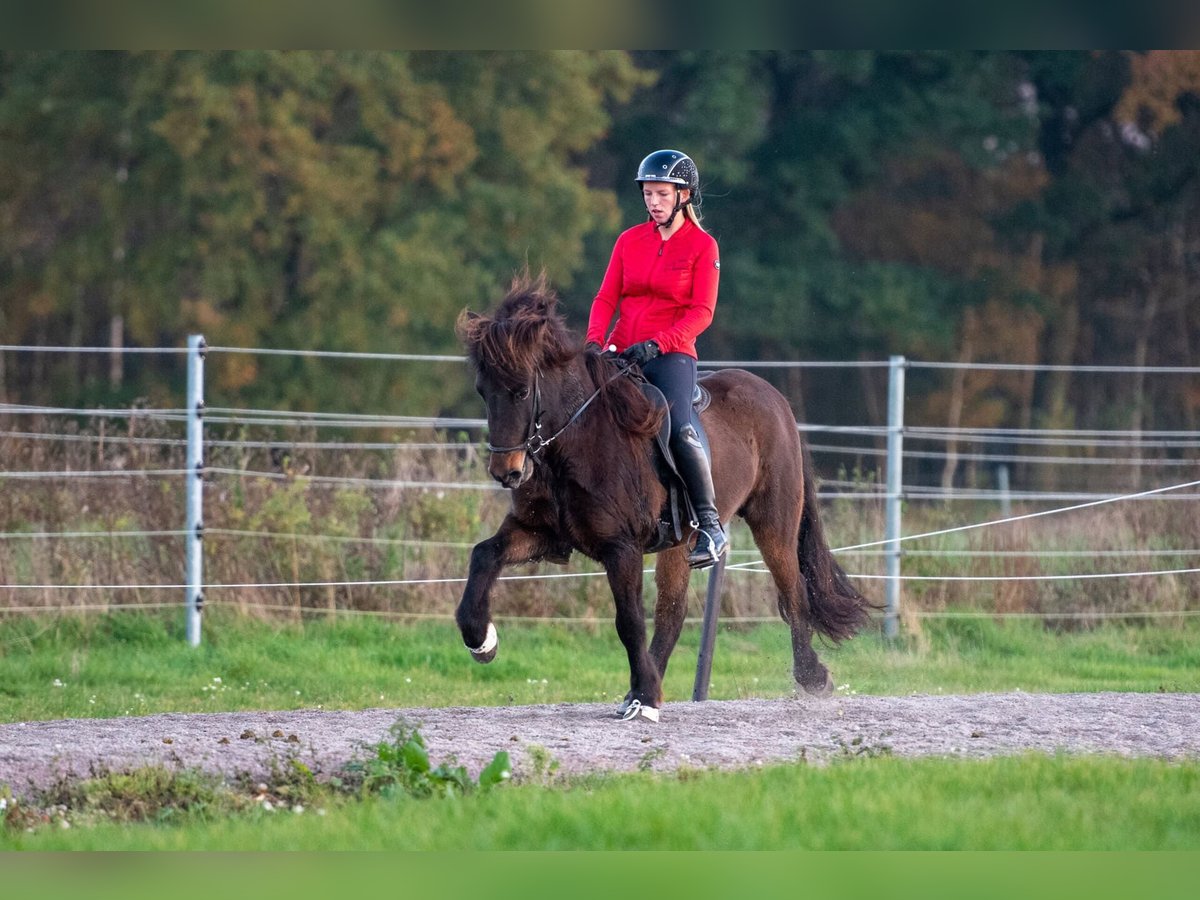 Icelandic Horse Mare 6 years 13,3 hh Bay-Dark in Lehmrede