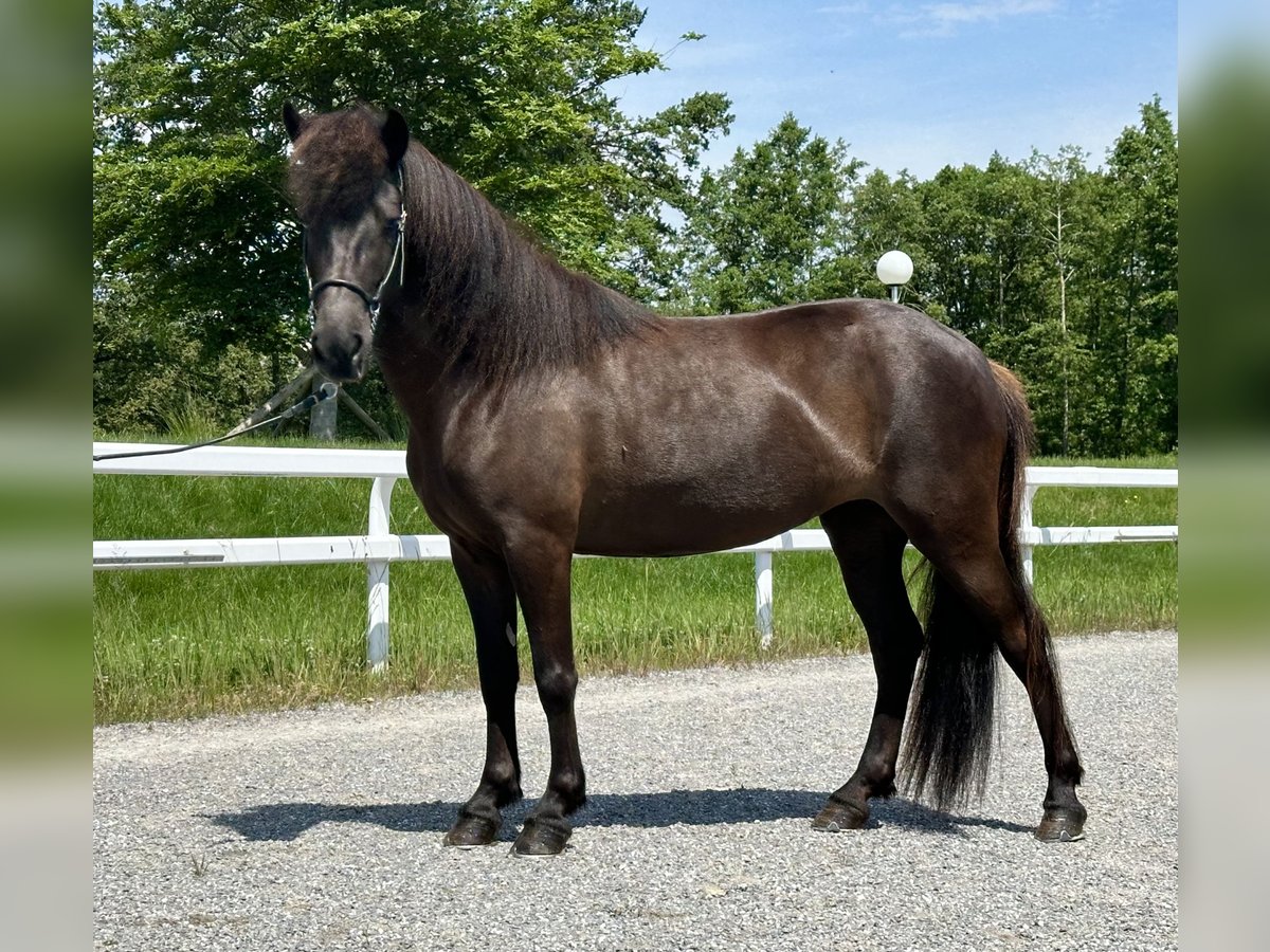 Icelandic Horse Mare 6 years 13 hh Black in Schechen