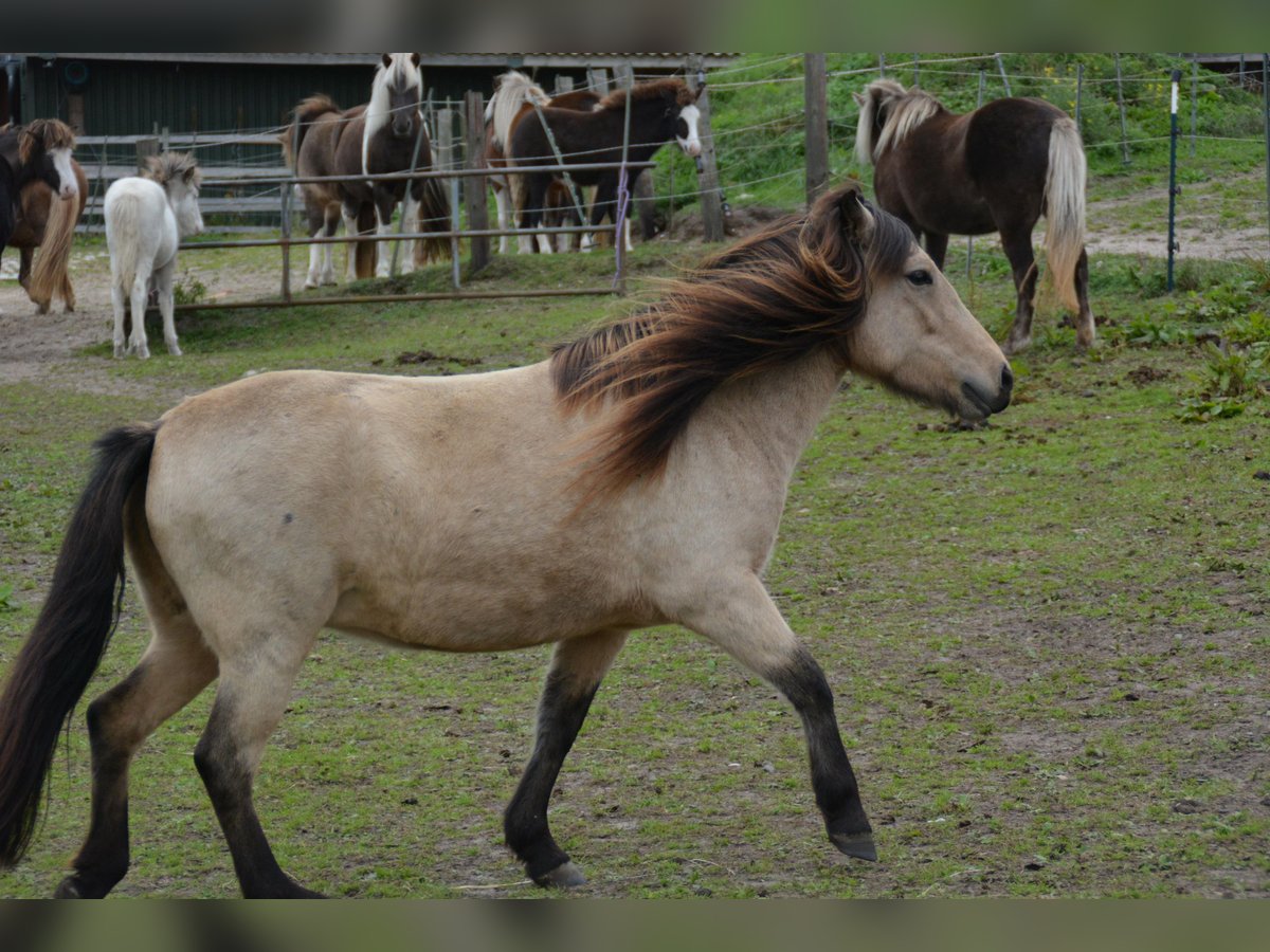 Icelandic Horse Mare 6 years 13,1 hh in Blunk