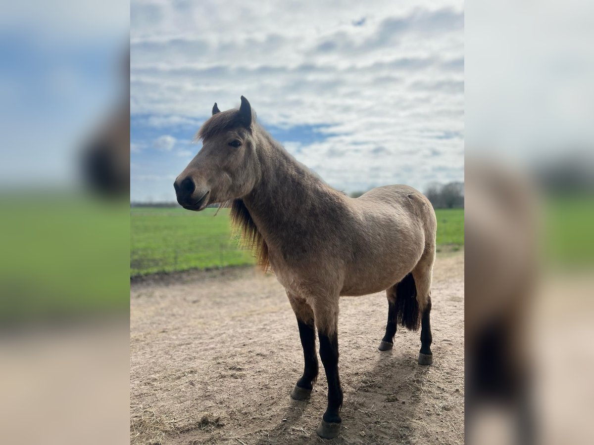Icelandic Horse Mare 6 years 13,1 hh in Blunk