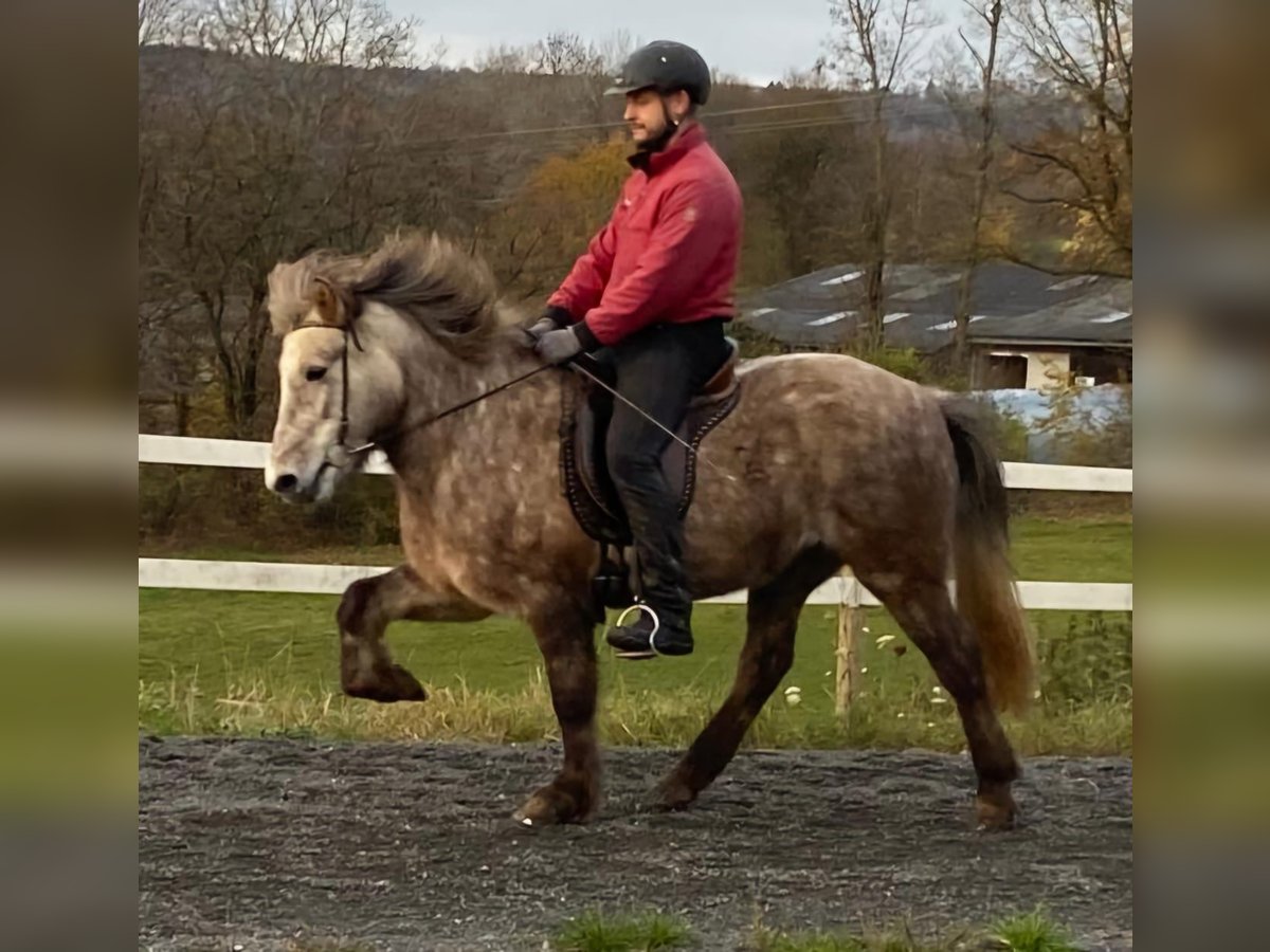 Icelandic Horse Mare 6 years 13,2 hh Grey in Elsoff (Westerwald)