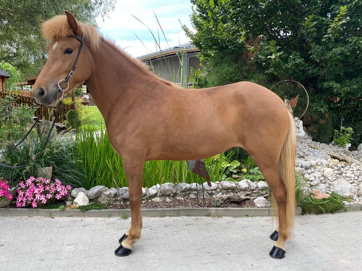 Icelandic Horse Mare 6 years 14,1 hh Chestnut-Red in Lochen am See