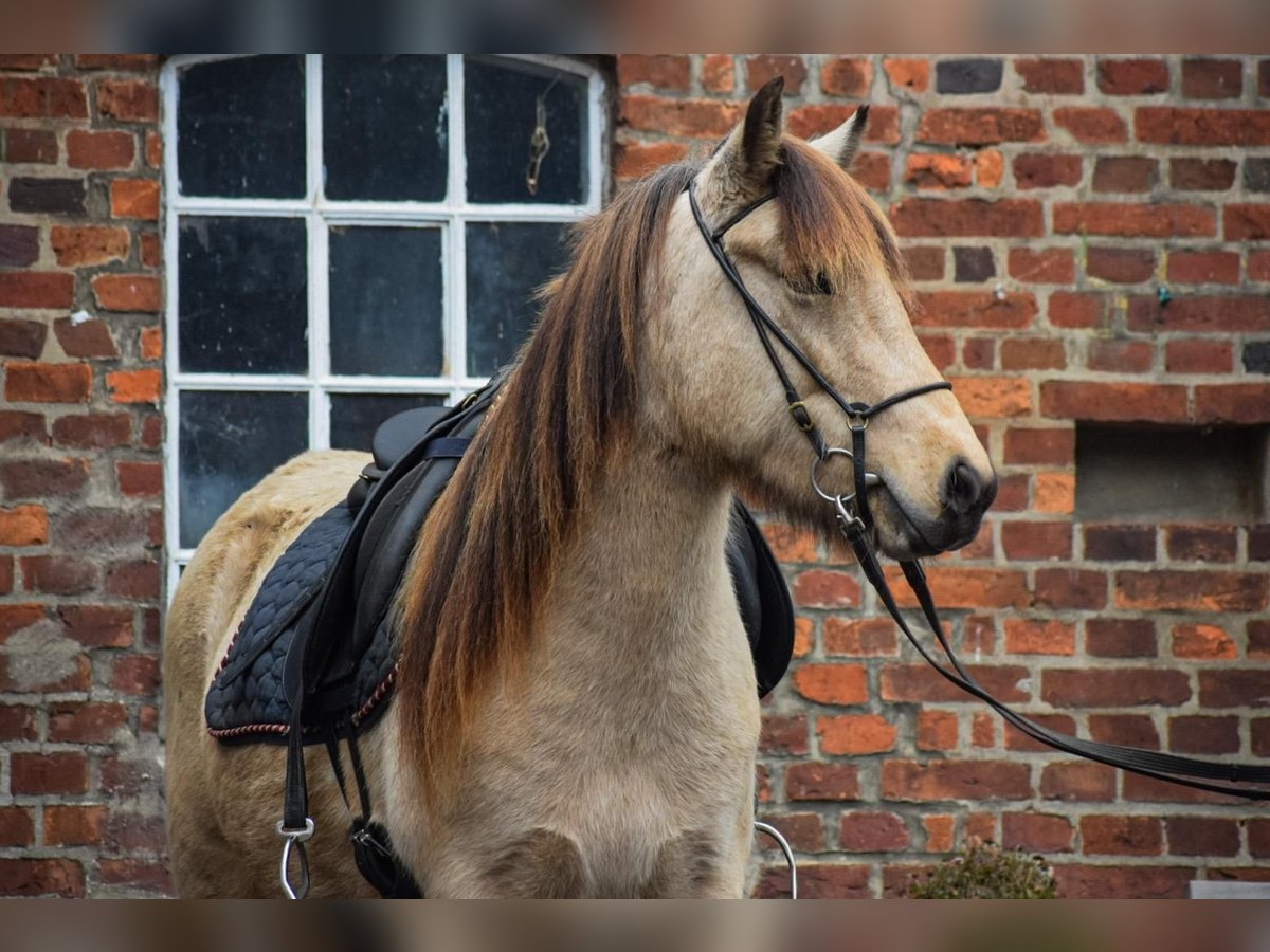 Icelandic Horse Mare 6 years 14 hh in Blunk