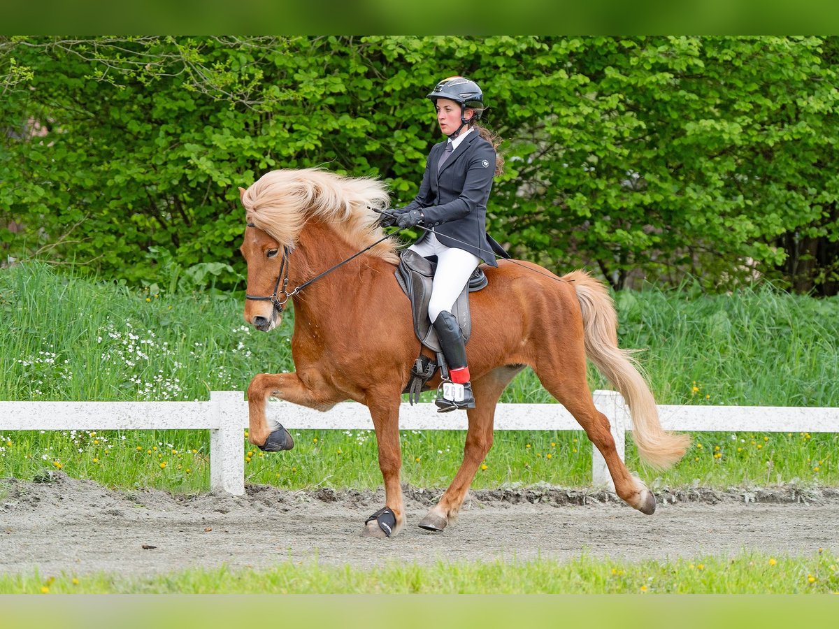 Icelandic Horse Mare 6 years 14 hh Chestnut-Red in Neustadt am R&#xFC;benberge