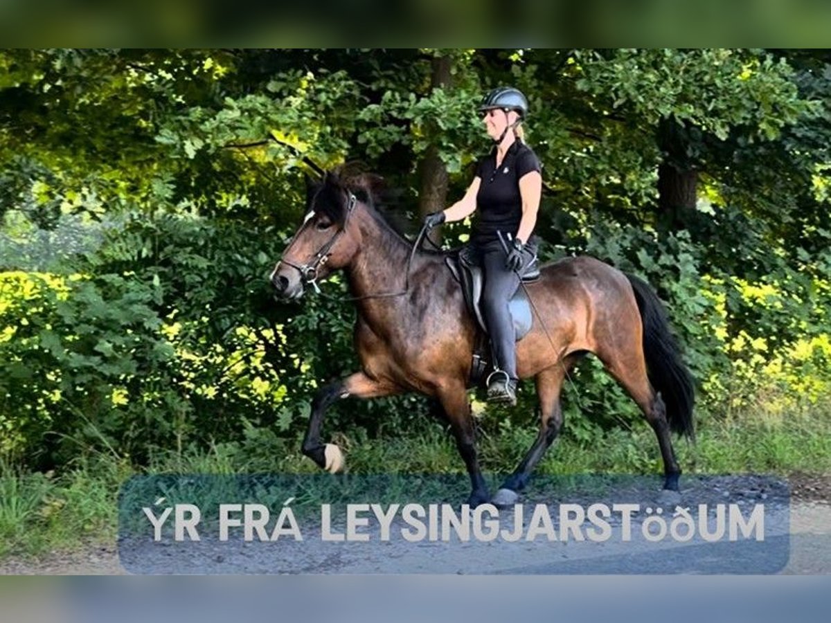 Icelandic Horse Mare 6 years 14,1 hh Brown in Schneverdingen