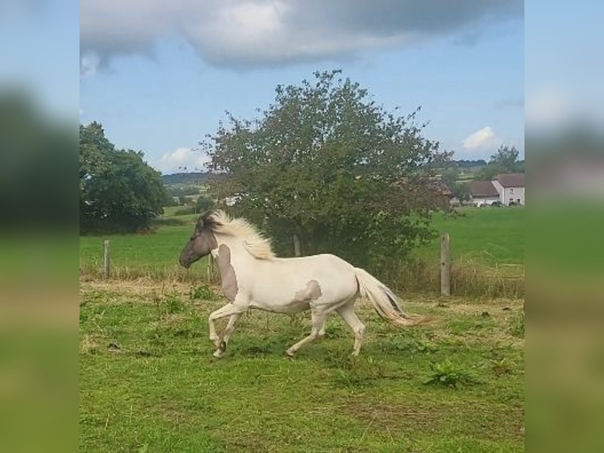 Icelandic Horse Mare 6 years Pinto in tuntange