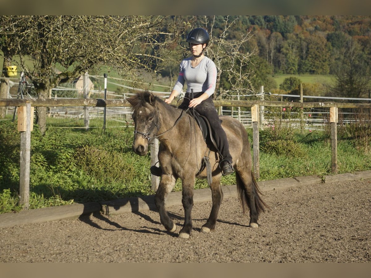 Icelandic Horse Mare 7 years 12,2 hh Buckskin in Emmendingen