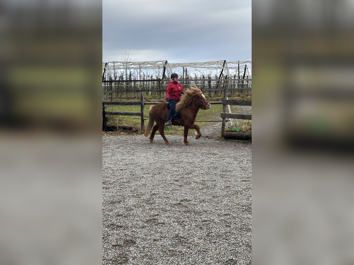 Icelandic Horse Mare 7 years 13,1 hh Chestnut-Red in Ravensburg