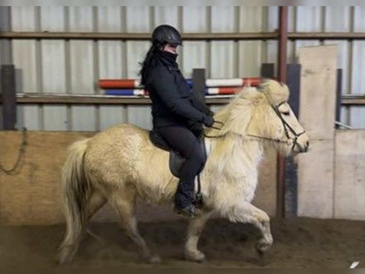 Icelandic Horse Mare 7 years 13,1 hh Palomino in Schneverdingen